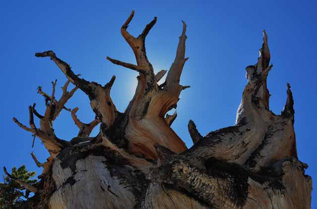 bristlecone